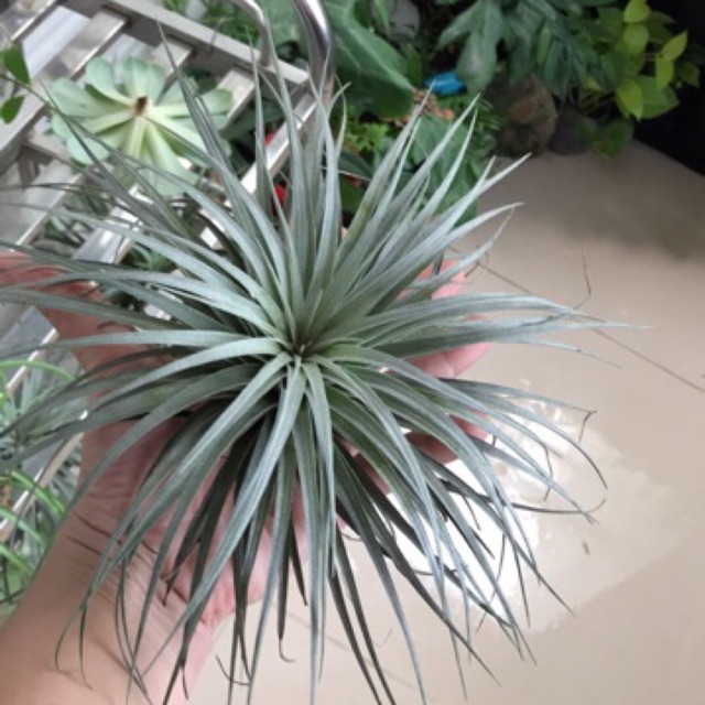 Cây không khí Tillandsia Houston (Hồng hạnh)