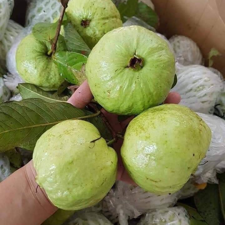 Ổi nữ hoàng tiêu biến hạt hái tận vườn miền tây tươi ngon mỗi ngày
