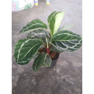 đuôi công xanh lè green