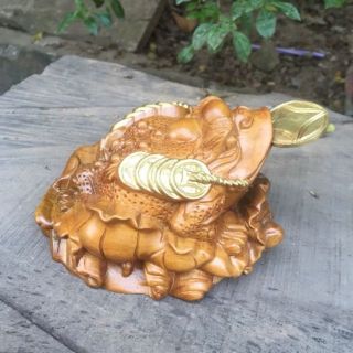 Thiềm thừ gỗ bách xanh thơm