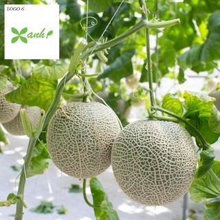 Hạt giống Dưa lưới F1 (Ruột cam, Siêu ngọt)