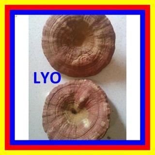 Nấm Linh chi đỏ Hàn Quốc