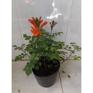 Cây hoa rạng đông/ cây chùm ớt