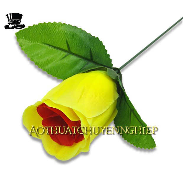 Ảo thuật hoa hồng đổi màu hàng nhập bông ôm sát không rơi khi diễn
