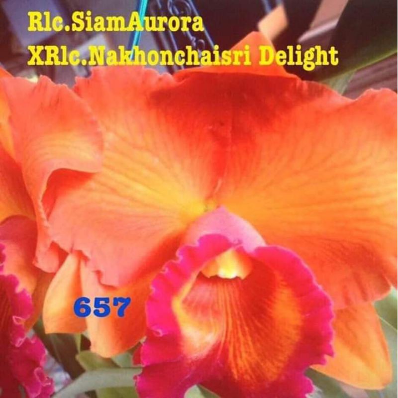 Hoa lan cát giống - chọn màu