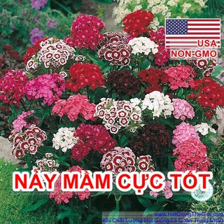 Bộ gói Cẩm chướng đơn mix