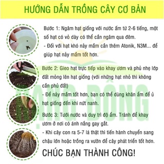 Hạt giống đậu bắp cao sản