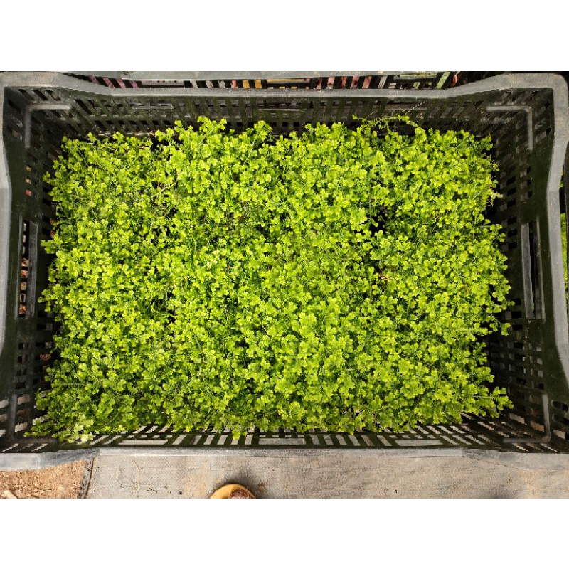 Rêu san hô-phù hợp cho terarium và bán cạn