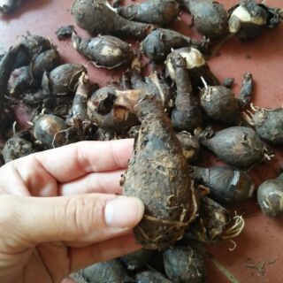 Củ giống bỉ ngạn hoa