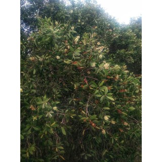 Mật Ong Rừng Tràm U Minh.