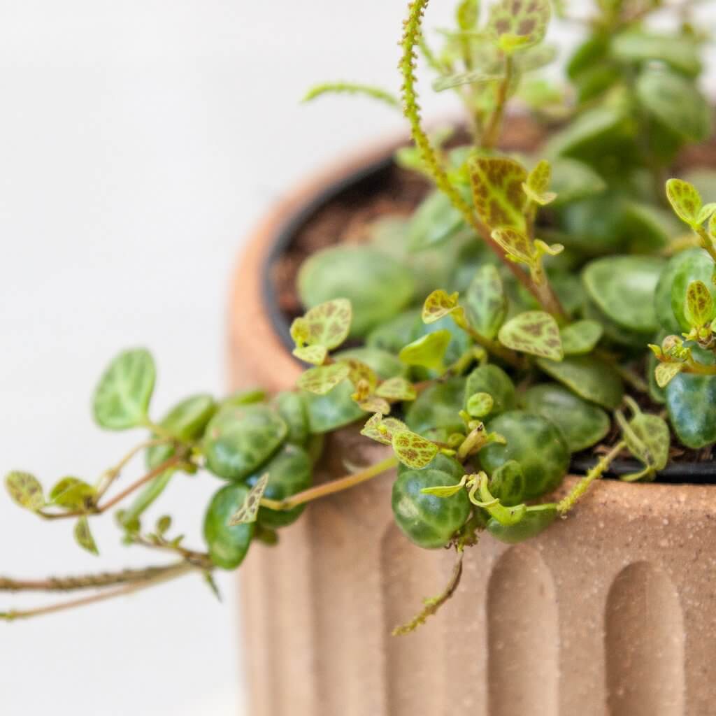 Cây Peperomia prostrata String of Turtles (Chuỗi Rùa, Chuỗi Mai Rùa) chậu treo bí ngô