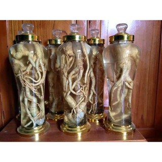 cây đinh lăng lá nếp(lá nhỏ)