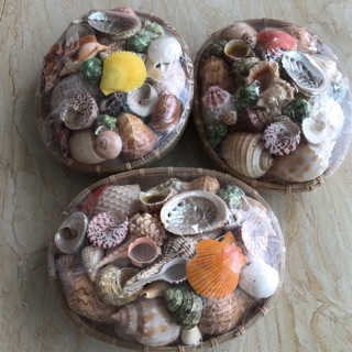 set ốc biển trang trí nhiều vô kể sản phẩm độc quyền shop tự chụp