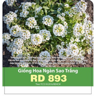 Hạt Giống Ngàn Sao Trắng RD893