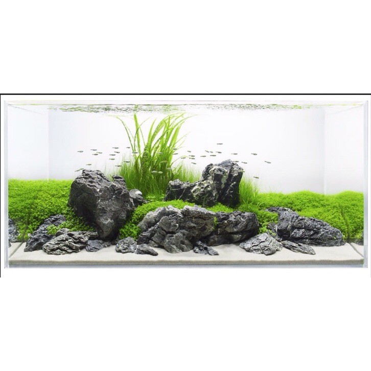 Đá Kẹp Kem - Đá trang trí, setup bố cục bể sinh, cá cảnh