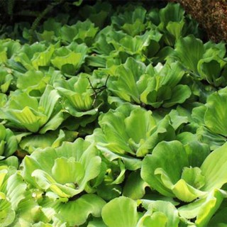 5 cây bèo cái thủy sinh