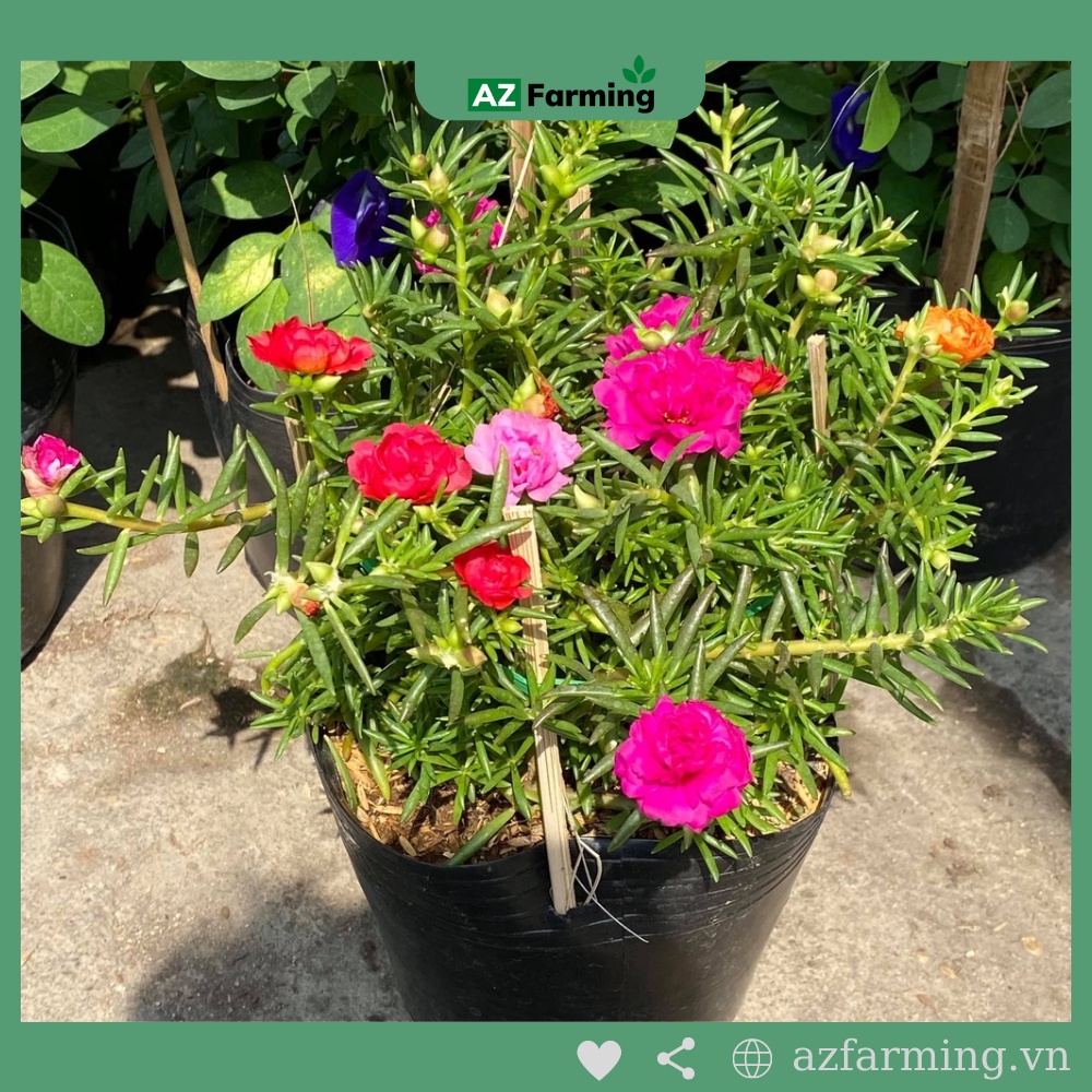 Hạt Giống Hoa Mười Giờ Mỹ Cánh Kép Nhiều Màu - 1000 Hạt - AZ Farming