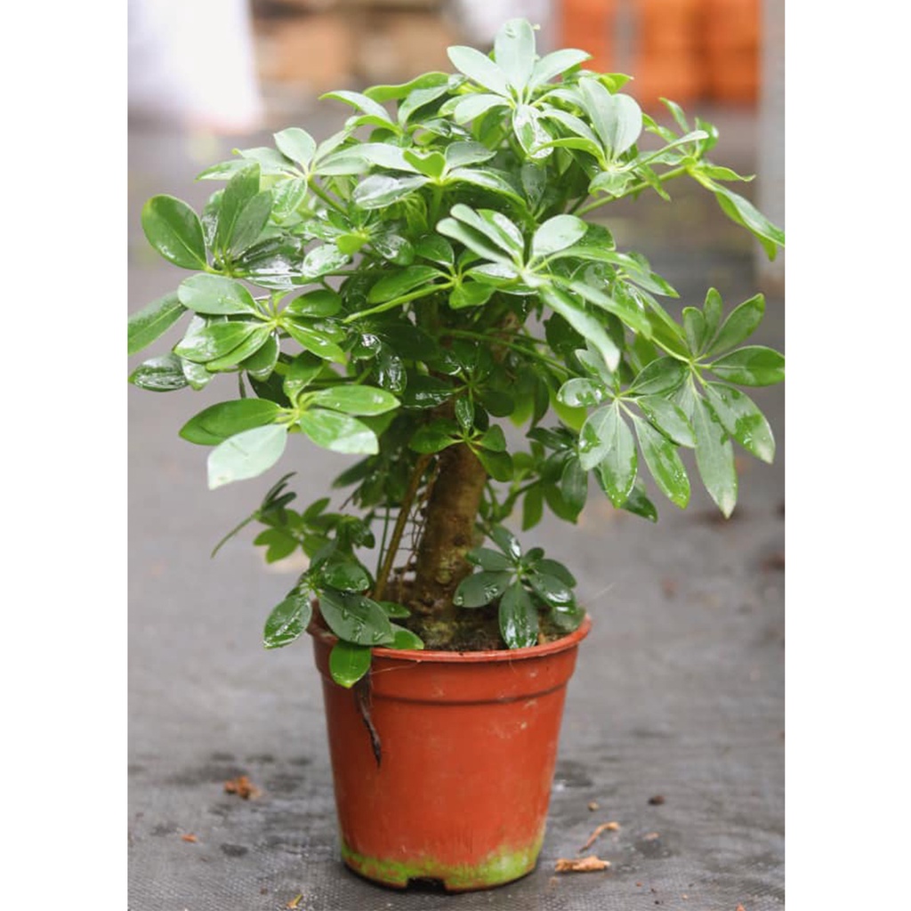 Cây ngũ gia bì bonsai, dễ chăm sóc, đuổi muỗi, lọc không khí
