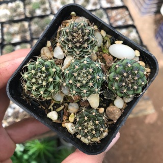 Combo 30 cây xương rồng gymno 1,5- 1,9cm