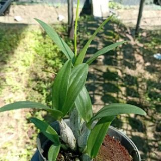 Chớp enobi - chớp sữa