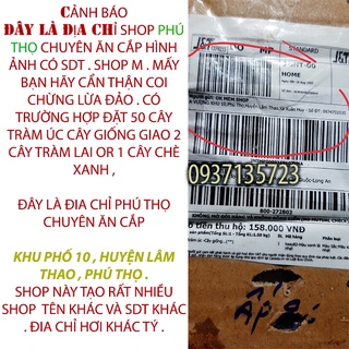 hạt giống tràm lai -500 gram