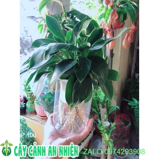 Chậu Trầu Bà Đế Vương Thuỷ Sinh