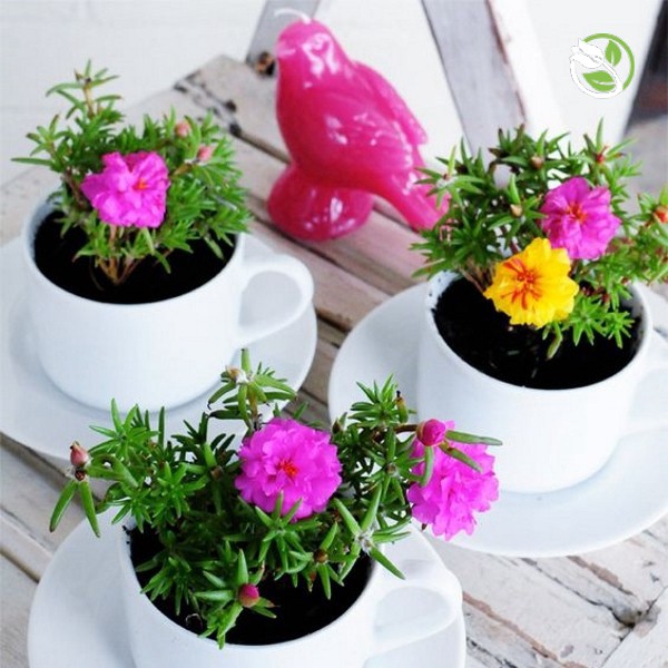 Hạt Giống Hoa Mười Giờ Kép Mix Nhiều Màu PN-08 Phú Nông - Gói 50 hạt - "Double Petals" Portulaca Happy Hour Mix