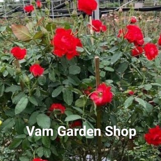 Cây hoa hồng Tố Nữ VamGarden Shop. Đảm bảo chuẩn giống, sai cây, nhầm cây đền bù 100%