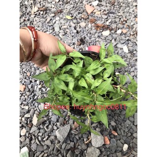 Chậu cây rau răm/cây thuỷ liễu