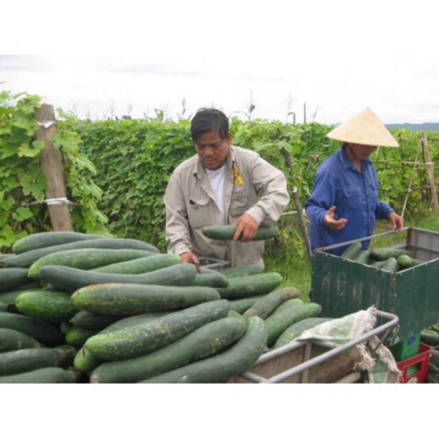 Hạt giống bí đao ( bí sặt ) 2g