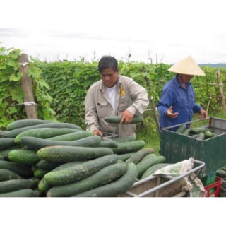Hạt giống bí đao 2g