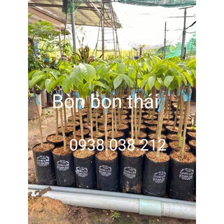 CÂY GIỐNG BÒN BON THÁI