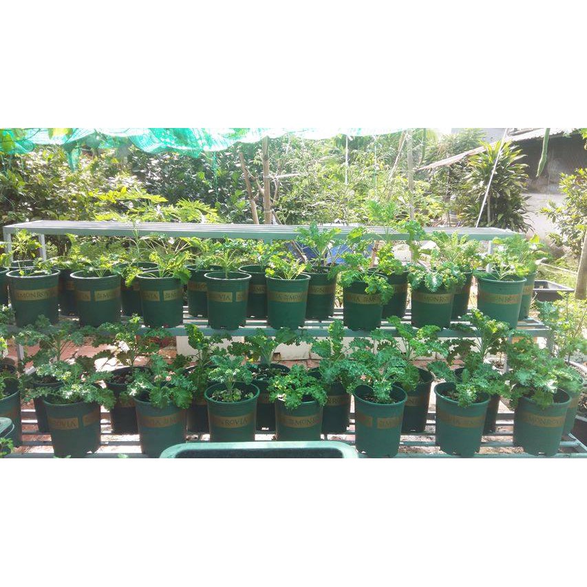 Chậu Monrovia VIỆT NAM 1GL