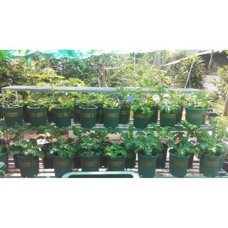CHẬU MONROVIA 3GL_kèm đĩa