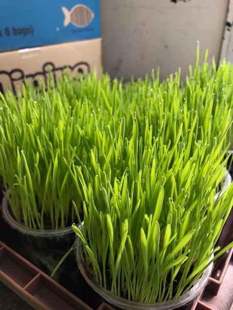 Hạt Giống Cỏ Lúa Mì Cho Chó Mèo Thỏ Hamster