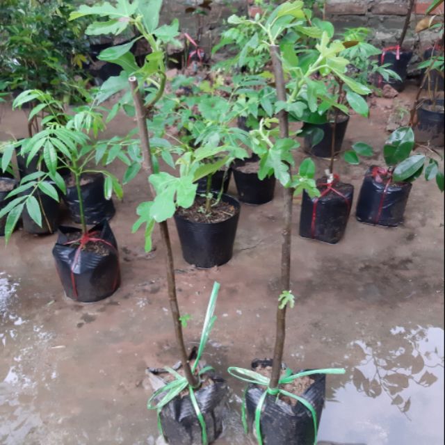 cây giống các loại