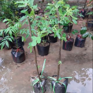 cây giống các loại