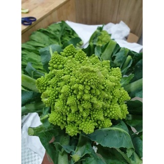 Hạt giống súp lơ san hô