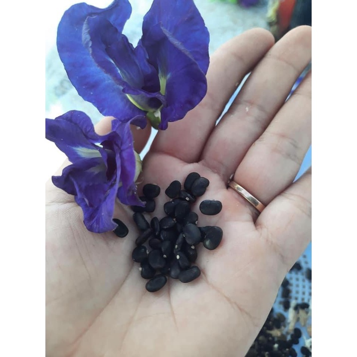Hạt giống hoa đậu biếc