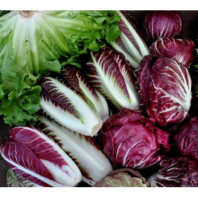 Hạt giống rau Xà lách cuộn đỏ Radichino dài thái lan_Xà lách búp tím nhập nguyên gói