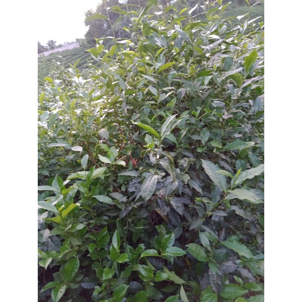 Lá Trà xanh (Chè tươi) 1kg