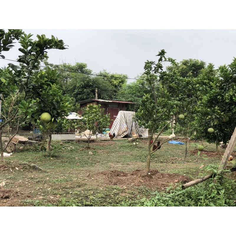 Phân bón lá Siêu Xanh (gói 50 gr) - TỐT RỄ - XANH LÁ