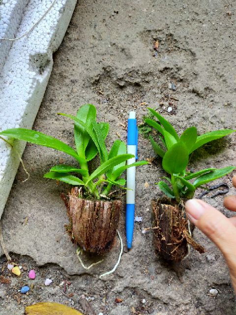 Lan denro nhiều màu