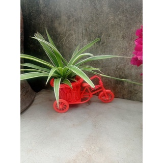 xe đạp giỏ hoa