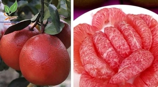 Combo 5 cây giống bưởi đỏ luận văn
