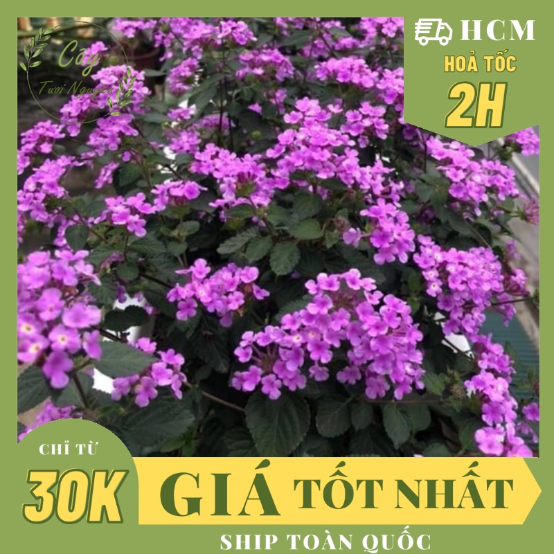 CÂY HOA NGŨ SẮC TÍM ,(cao 25cm), Cây cảnh, dễ trồng GIÁ RẺ, nở quanh năm, Cây Tươi Nguyên CTN0380