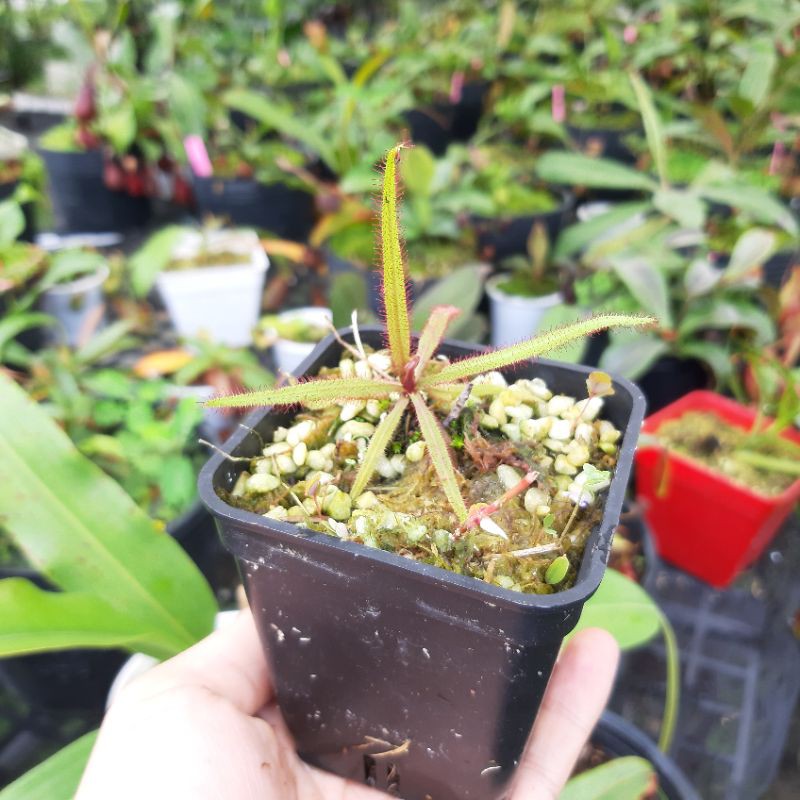 Cây bắt mồi, cây gọng vó (sundew), cây bẫy keo Drosera adelae