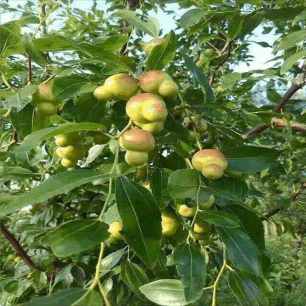 Cây giống táo đỏ tân cương