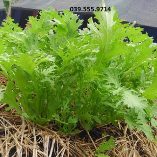 Hạt Giống Rau Cải Đuôi Phụng Dễ Trồng Nhanh