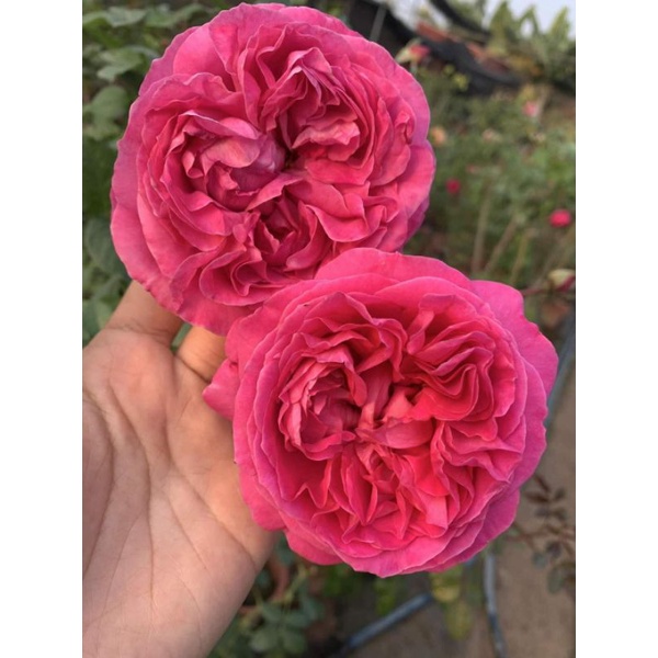 Cây Hoa Hồng ngoại kép đỏ hồng Lafont Rose_hoa to mặt mâm, thơm ngát, sai hoa